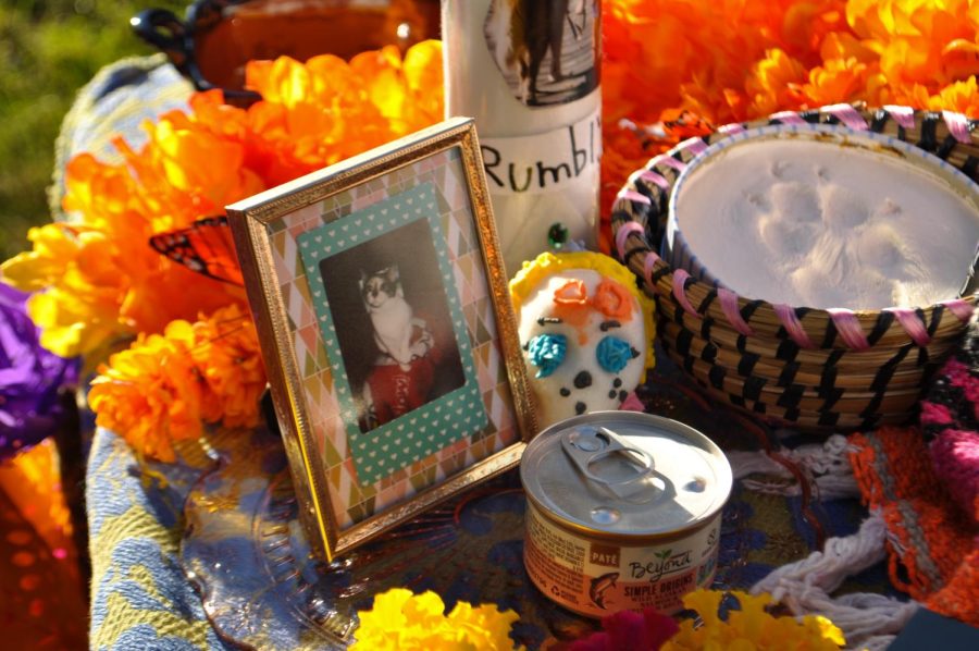 A photo of a deceased cat with an offering of wet cat food sitting on an ofrenda.