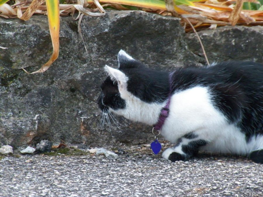 An outdoor cat crouches, her eyes fixed on something around the corner.