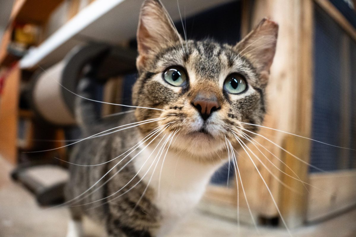 An in-depth look at the Delaware County Humane Society